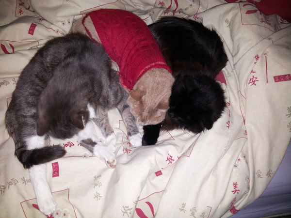 Thug cat part 3.  Unbidden guests are often welcomest when they are gone.