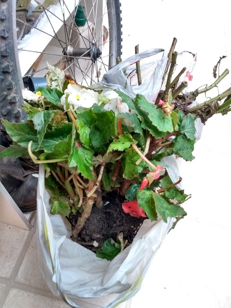 Help! How to overwinter these?