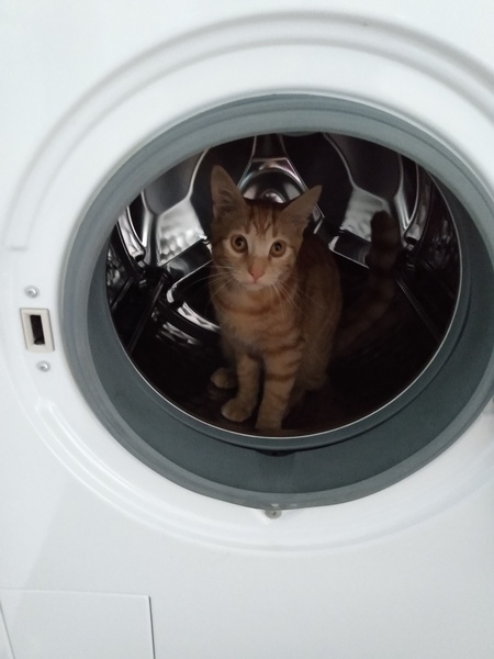 Captain V, Paws, catnip or dreamies?