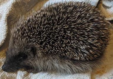 Westminstenders: a feature of the system not a bug