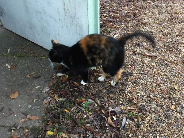 ‘Stray cat’ advice