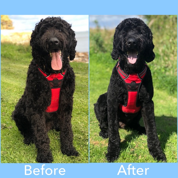 Dog very depressed after grooming