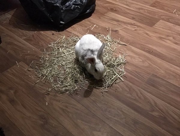 I lost my rabbit on Sunday.