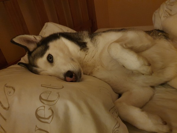 Why did you chose the breed of dog you did?