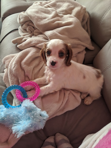 Puppy survival thread October/November!