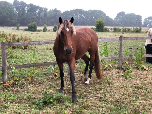 I bought a pony !!!
