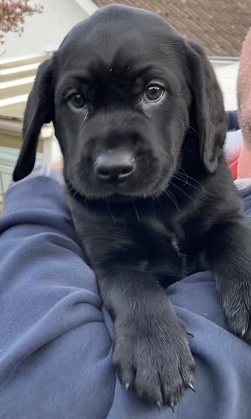 Puppy survival thread October/November!