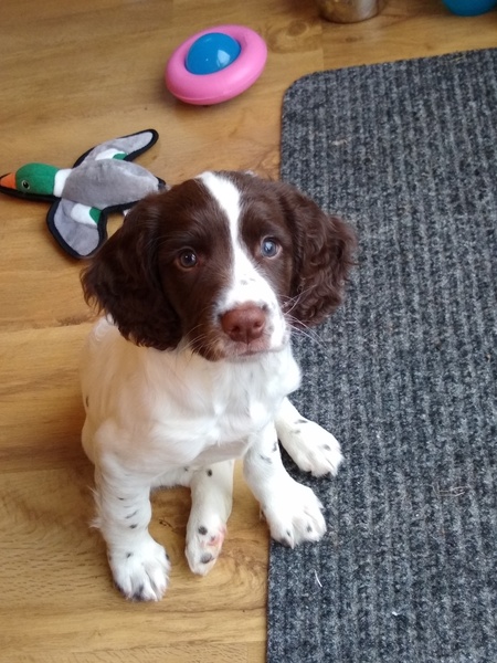 Puppy survival thread October/November!