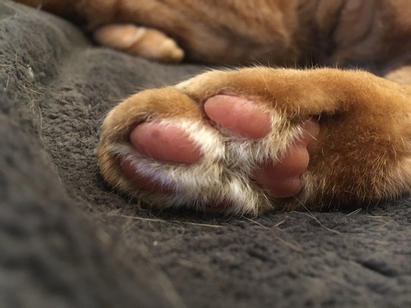 Late night toe-bean chat