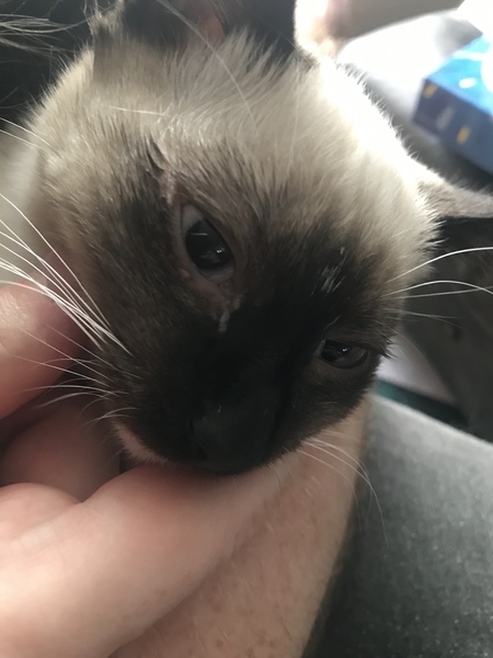 Conjunctivitis?