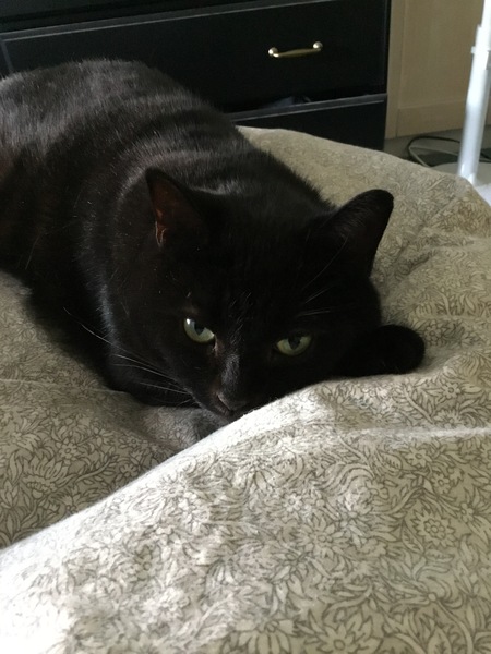 Is there anything better than the sound of your cat snoring?