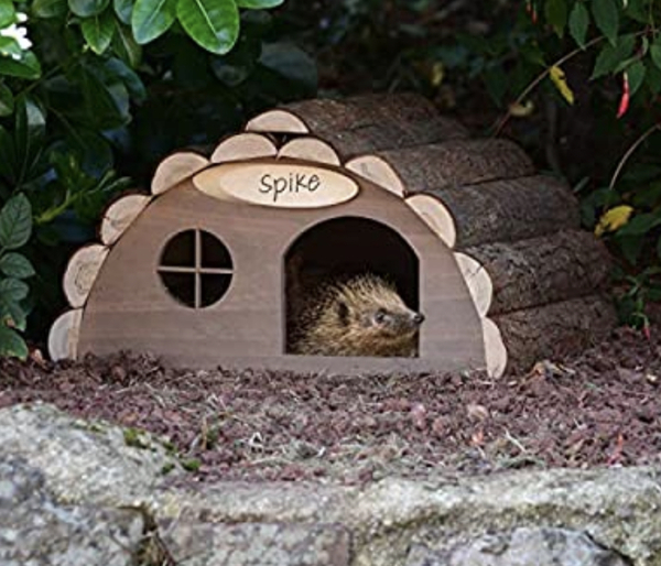 Shouldn’t hedgehogs be hibernating by now?