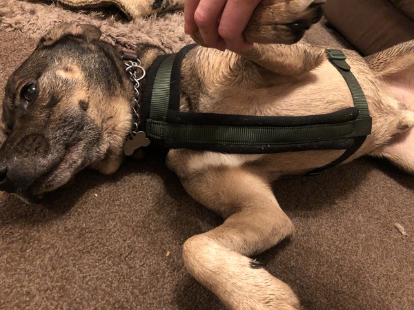 Harnesses