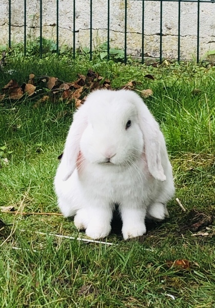 Rabbit accident - I feel awful