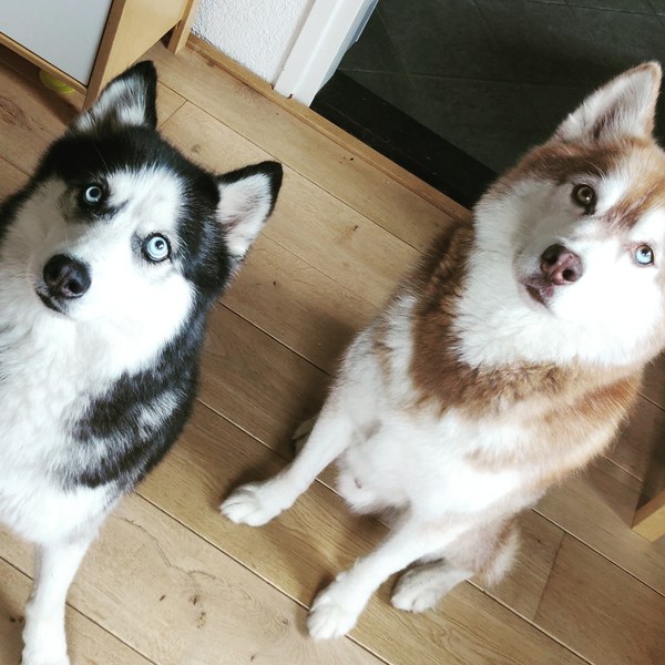 Why did you chose the breed of dog you did?
