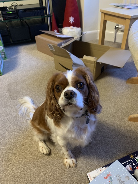 To ask you all your favourite dog breeds?
