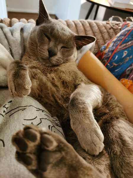 Tell me the pros and cons to having a cat- or any tips.