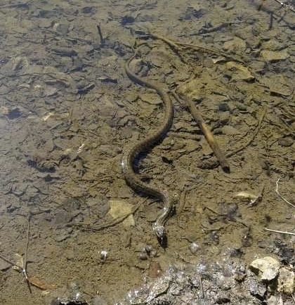 Snakes: have you ever seen one in the wild, in the UK or anywhere else ?