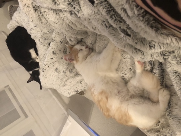 Show me your kitties