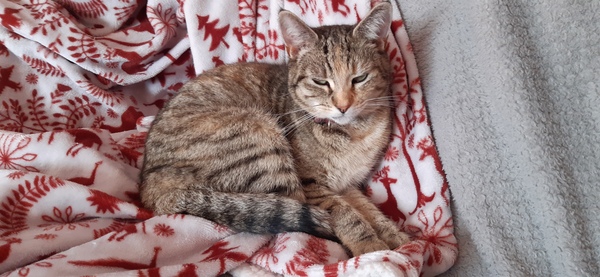 Tell me the pros and cons to having a cat- or any tips.