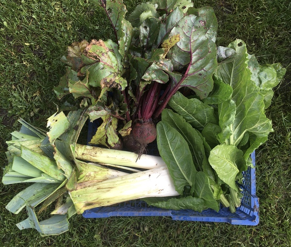 Allotment/Veg Patch Thread 16  Weather weirdness prevails !