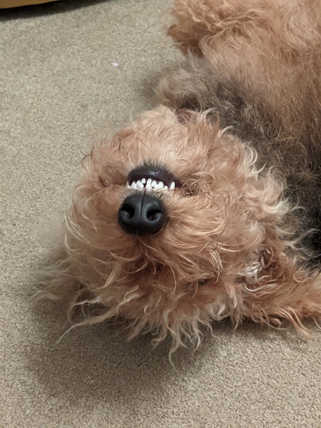I had a fairly crappy day but my dear dog made everything worth it!