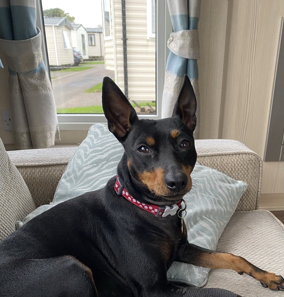 To ask you all your favourite dog breeds?