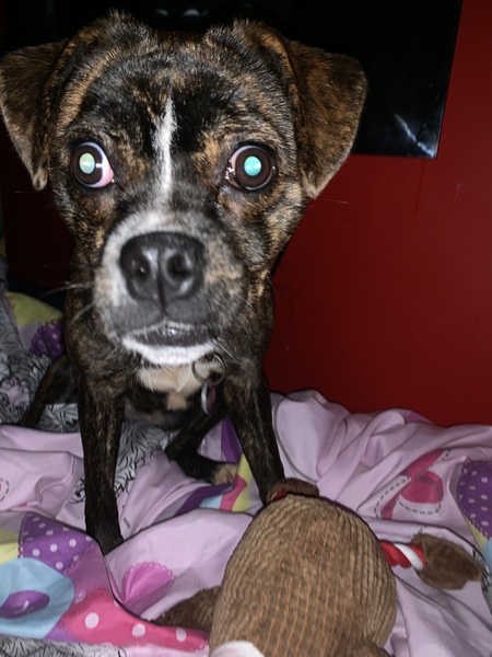 Can anybody guess my pups breed?