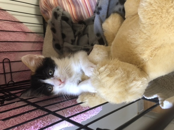 Show me your kitties