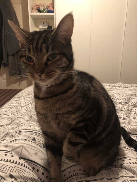 Captain V, Paws, catnip or dreamies?