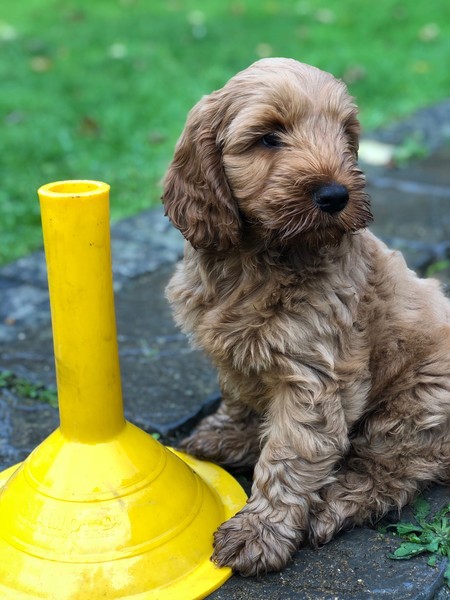 Puppy survival thread October/November!