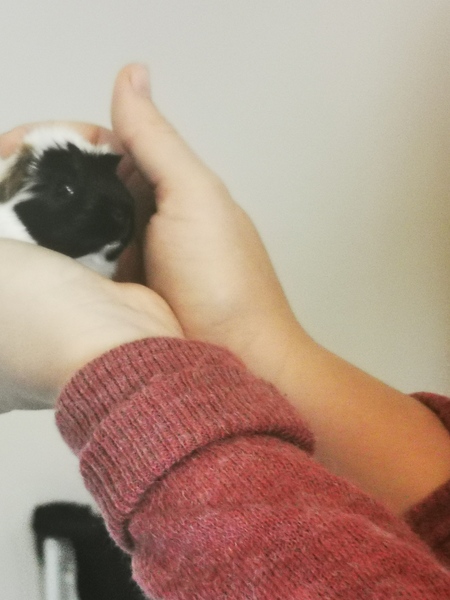 I think our guinea pig is dying of lonliness