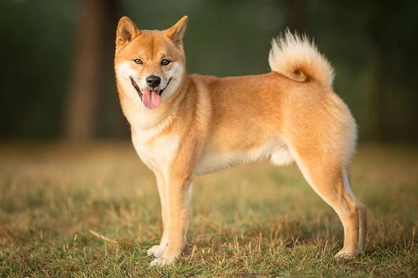 What's the most unusual breed in your street?