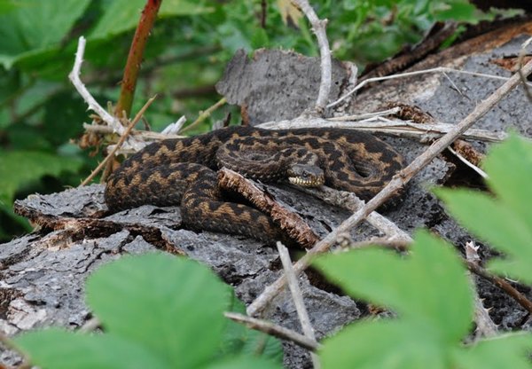 Snakes: have you ever seen one in the wild, in the UK or anywhere else ?