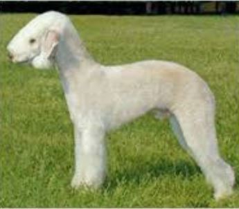 To ask you all your favourite dog breeds?