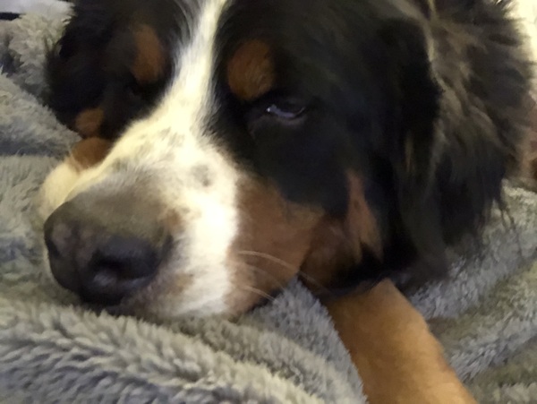 To ask you all your favourite dog breeds?