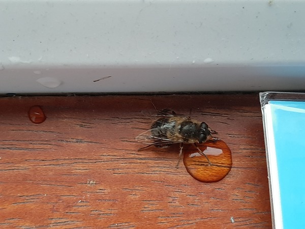 Solitary bee in the bedroom