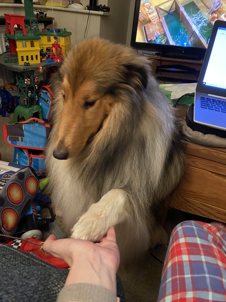 Rough Collies