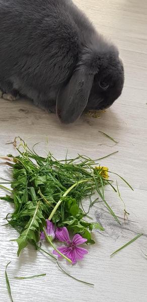 Rabbit accident - I feel awful