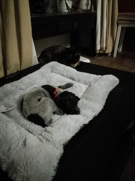 Puppy survival thread October/November!