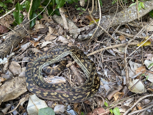 Snakes: have you ever seen one in the wild, in the UK or anywhere else ?