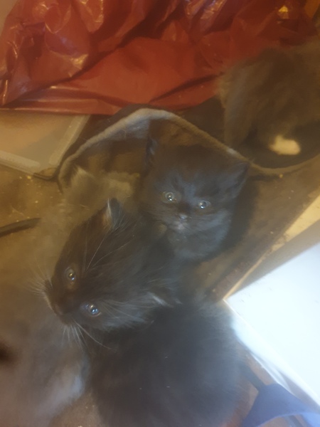 To keep all 4 kittens taking the total number of cats to 20!