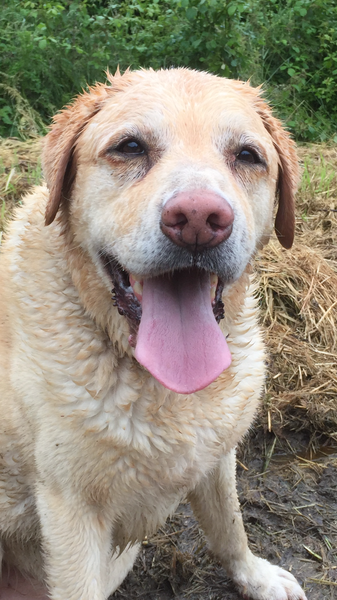 Why did you chose the breed of dog you did?