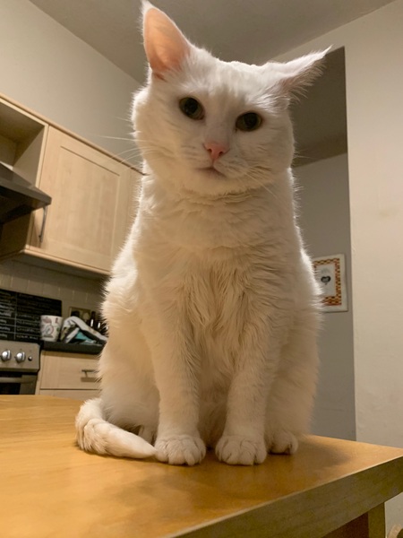 Cat sneezing - cause for concern?