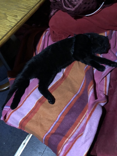 Show me your kitties
