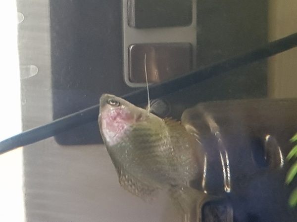 Dwarf gourami - pink near gill