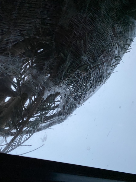 Get your trees out!!!!!