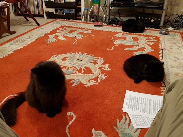 Thug cat part 3.  Unbidden guests are often welcomest when they are gone.