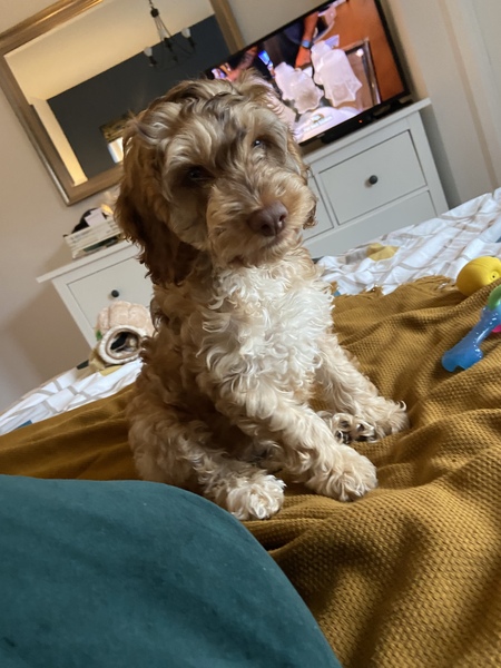 My dog is the best dog