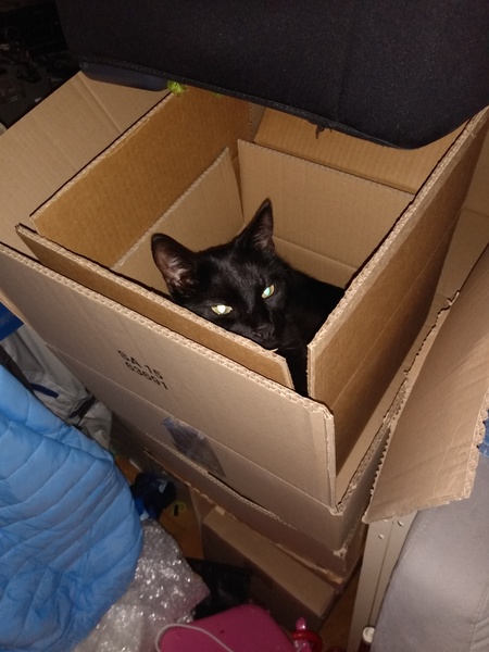 Captain V, Paws, catnip or dreamies?